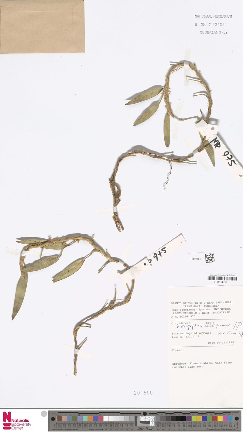 Bulbophyllum colliferum
