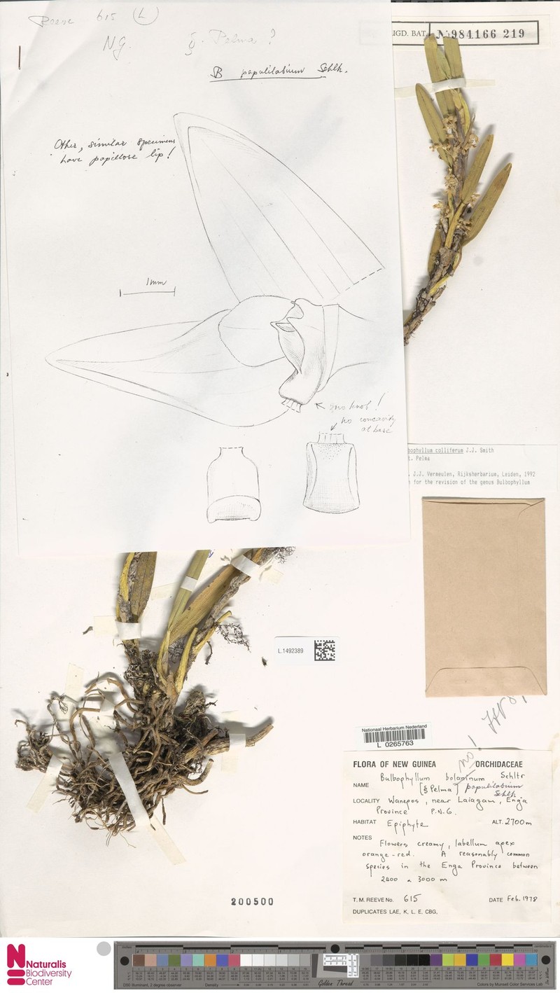 Bulbophyllum colliferum photo 2