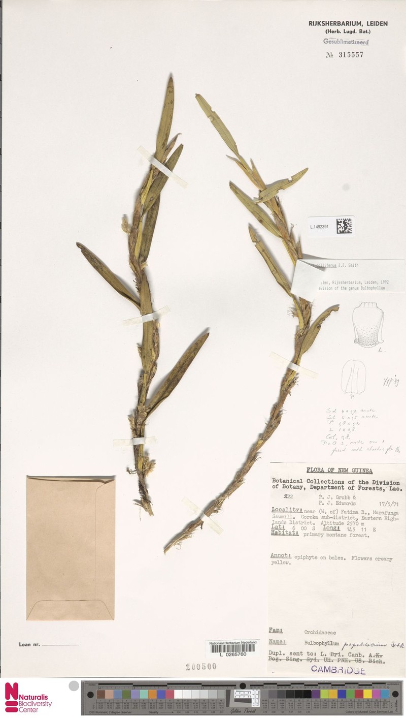 Bulbophyllum colliferum photo 3