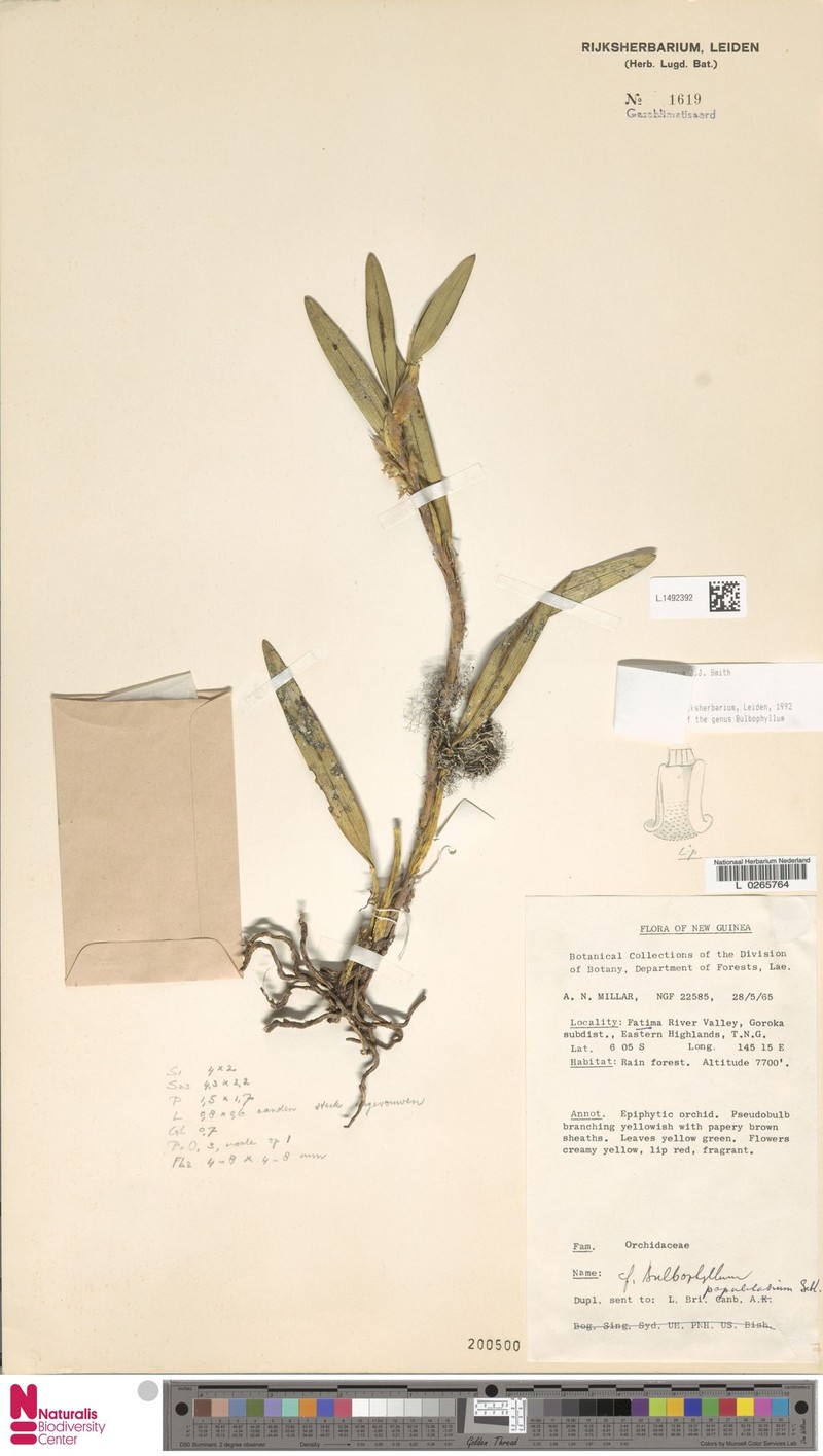 Bulbophyllum colliferum photo 4