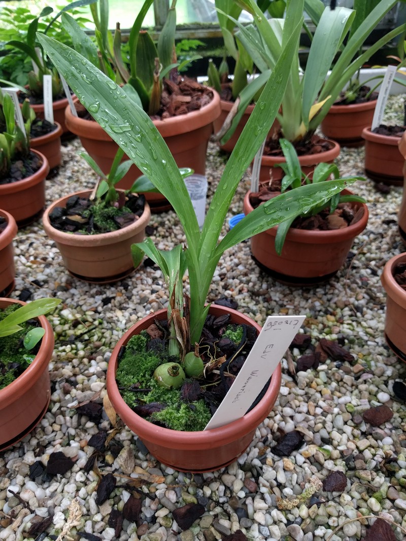 Bulbophyllum coloratum