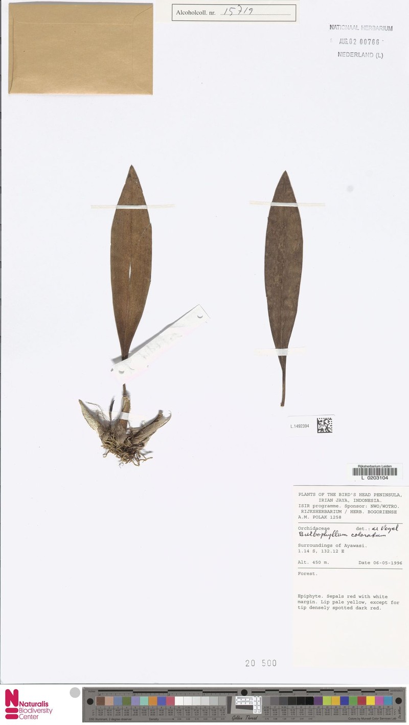 Bulbophyllum coloratum photo 2