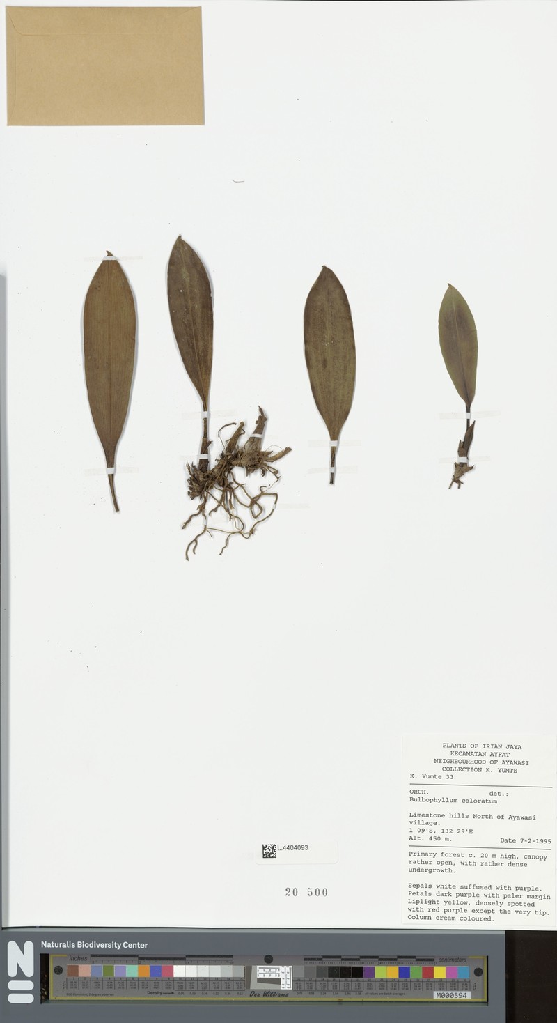 Bulbophyllum coloratum photo 3