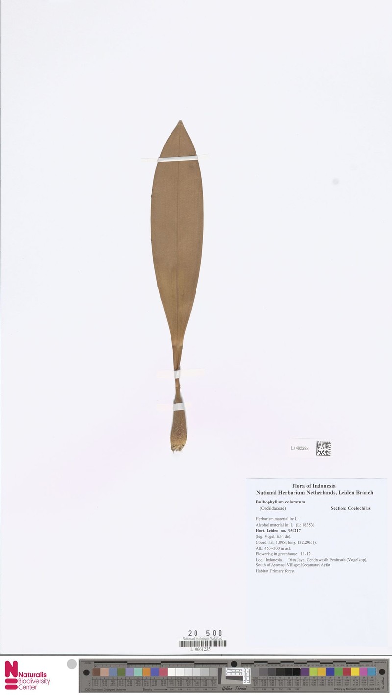 Bulbophyllum coloratum photo 4