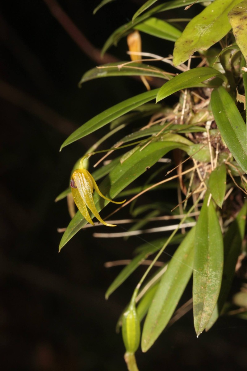 Bulbophyllum colubrimodum