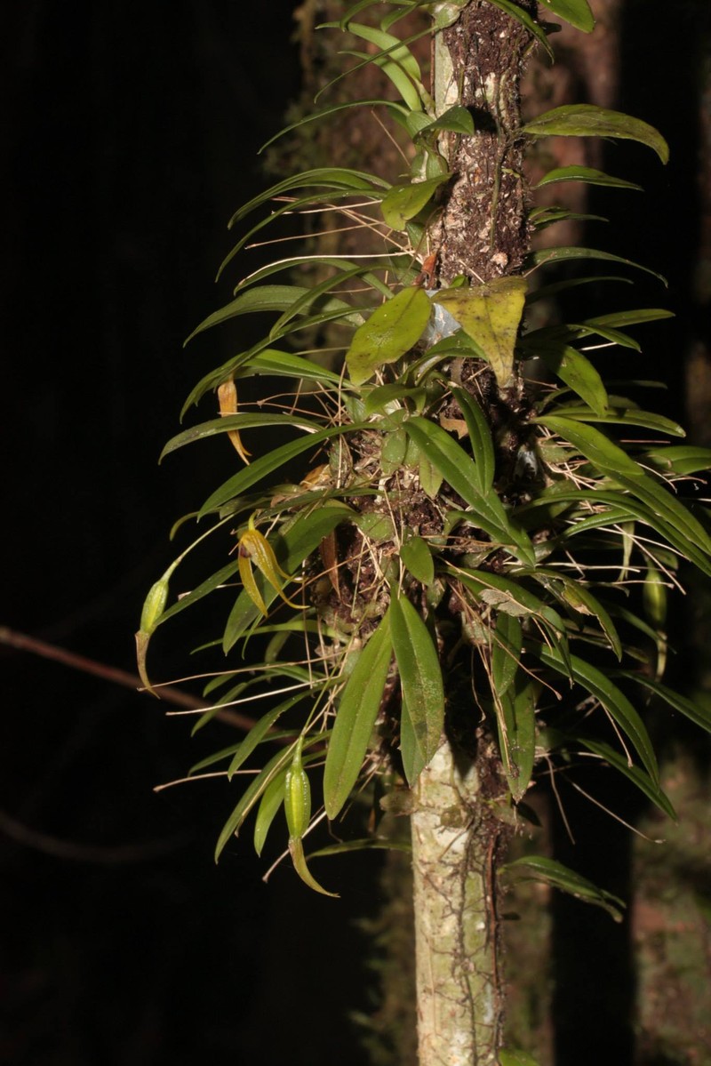 Bulbophyllum colubrimodum photo 2