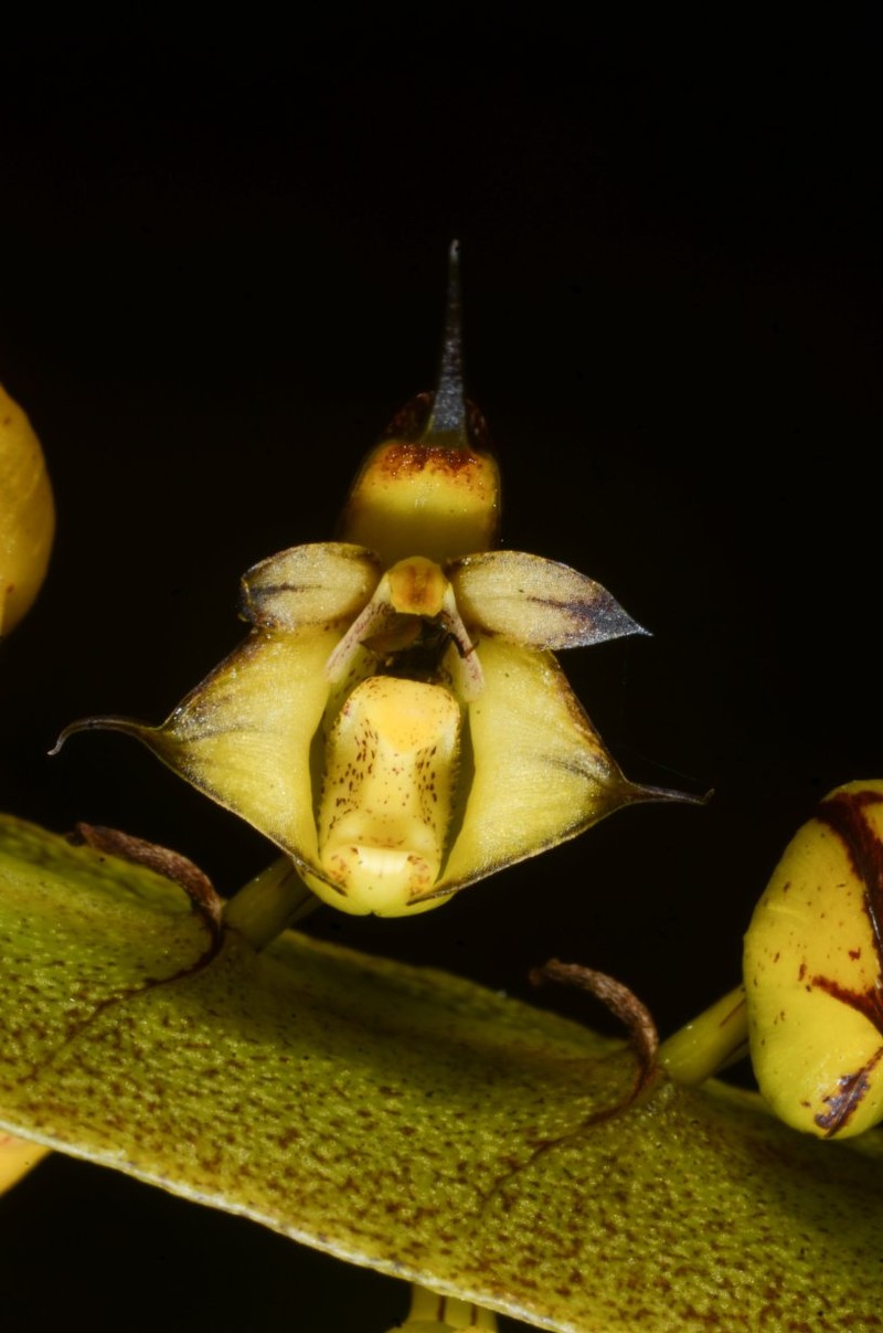 Bulbophyllum colubrinum