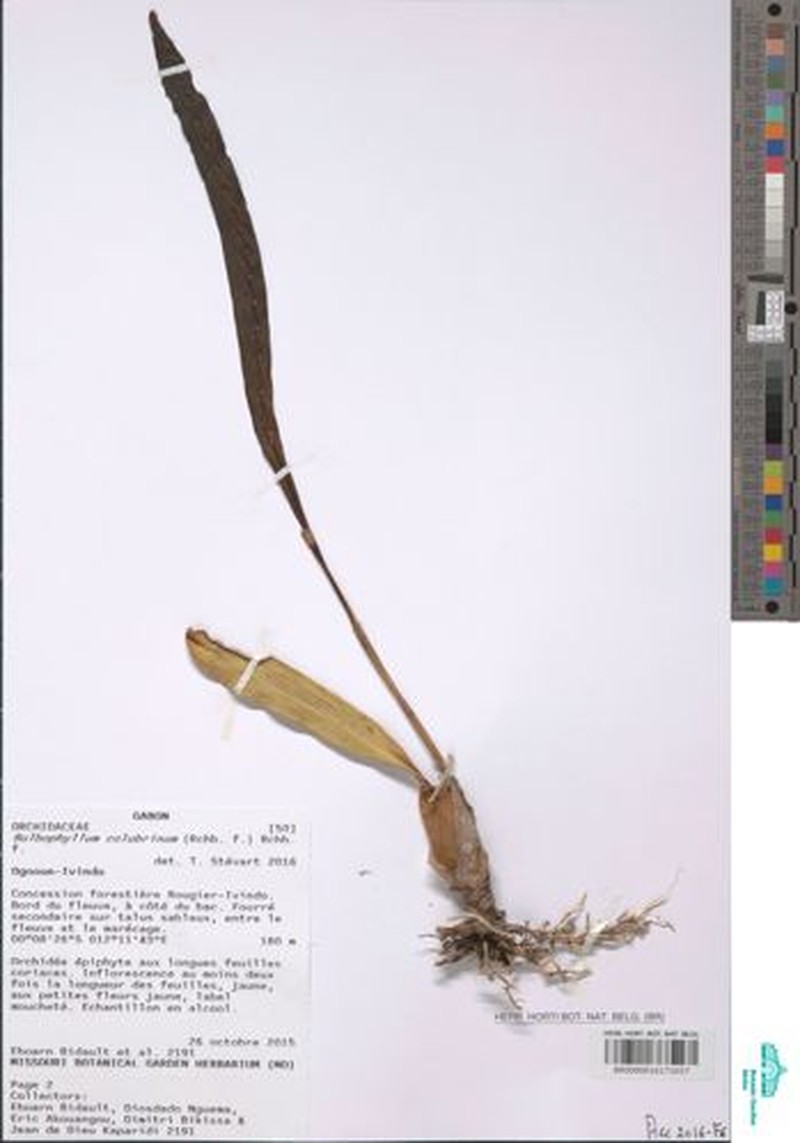 Bulbophyllum colubrinum photo 2