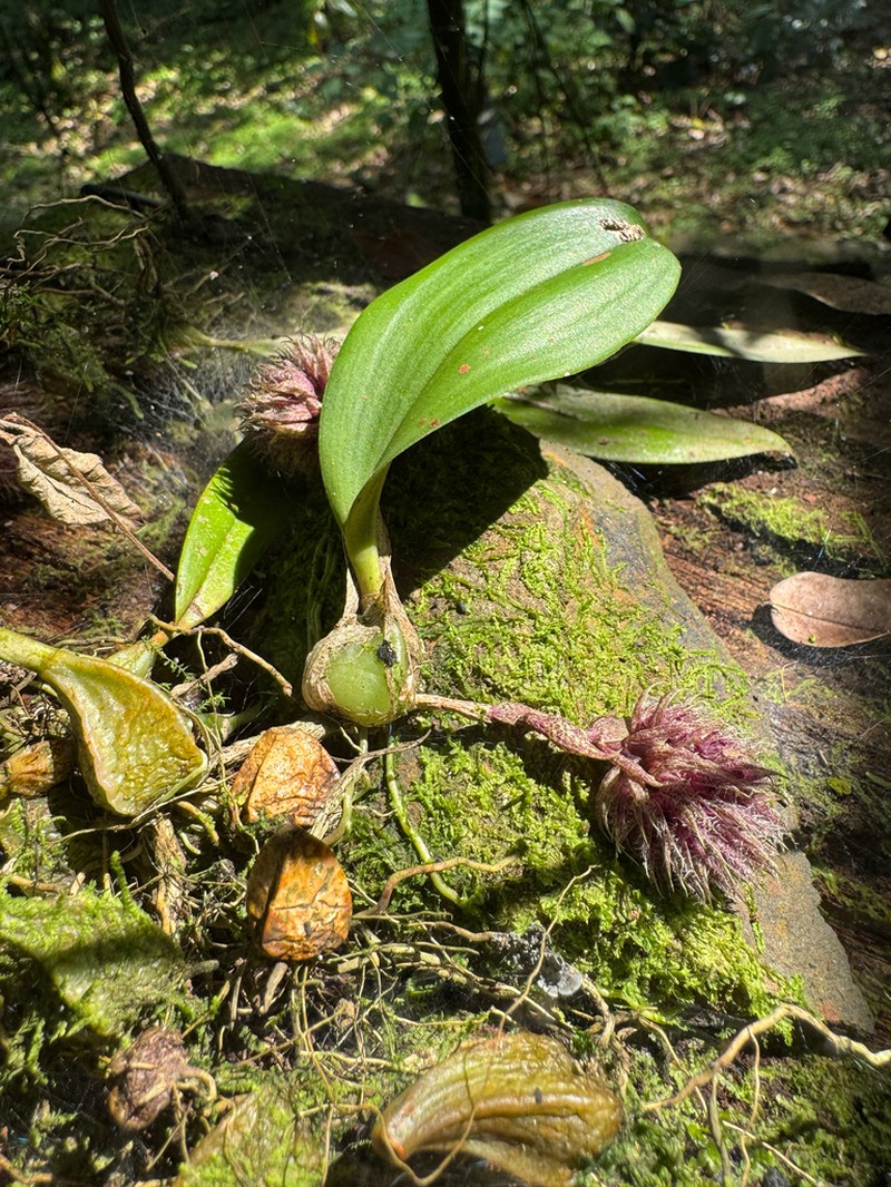 Bulbophyllum comatum