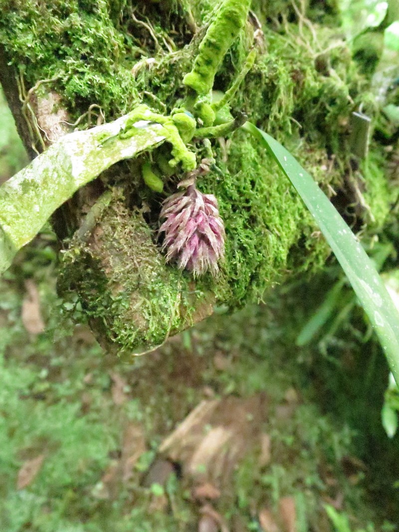Bulbophyllum comatum photo 2