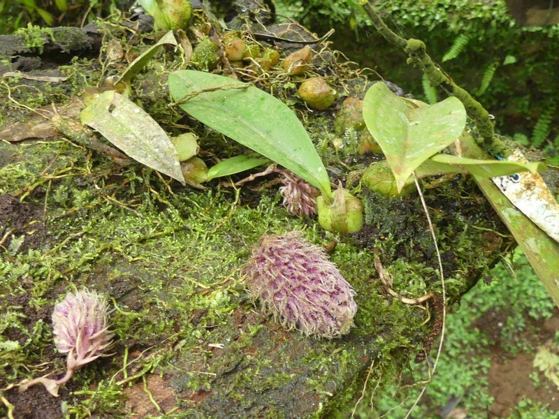 Bulbophyllum comatum photo 5
