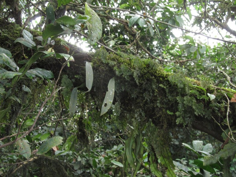 Bulbophyllum comatum var. comatum