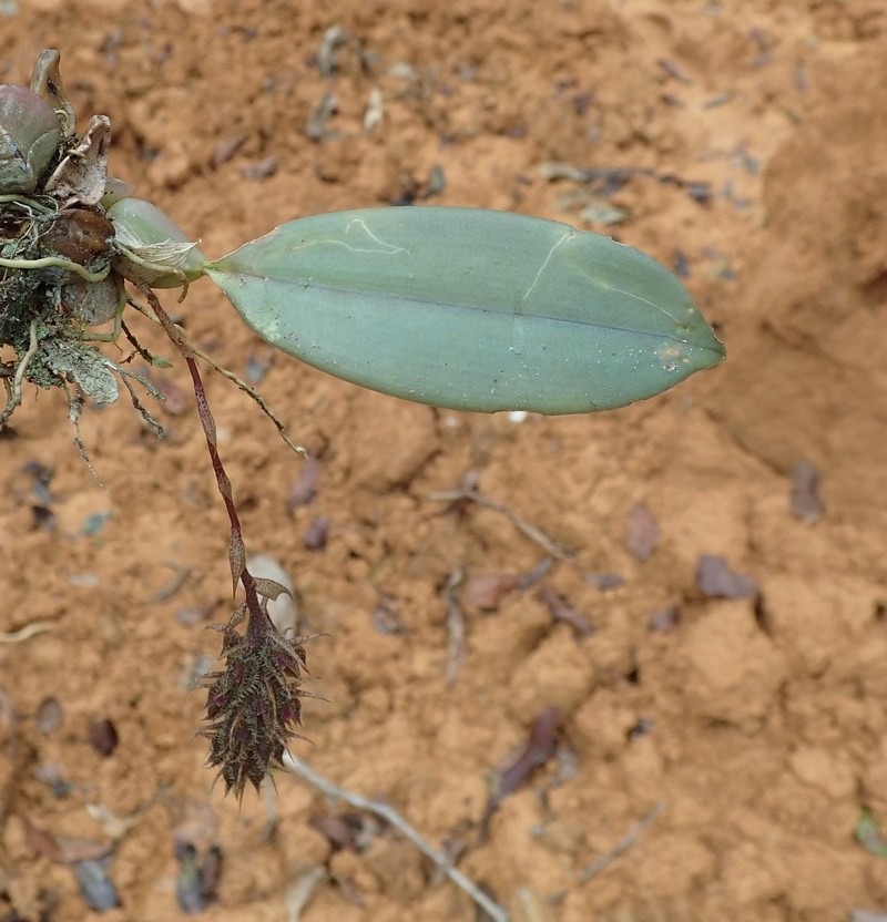 Bulbophyllum comatum var. inflatum