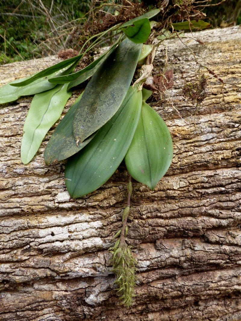 Bulbophyllum comatum var. inflatum photo 2