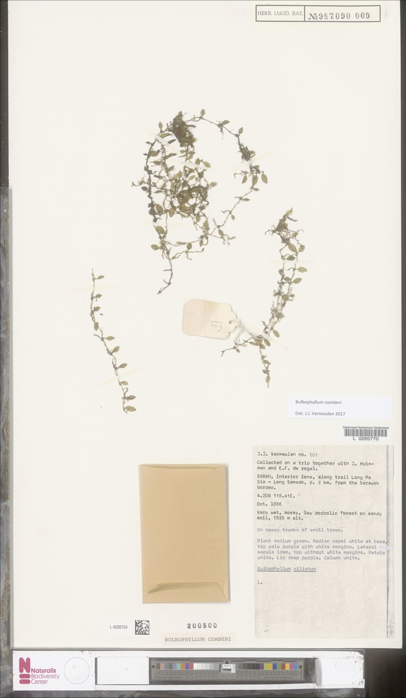 Bulbophyllum comberi photo 2