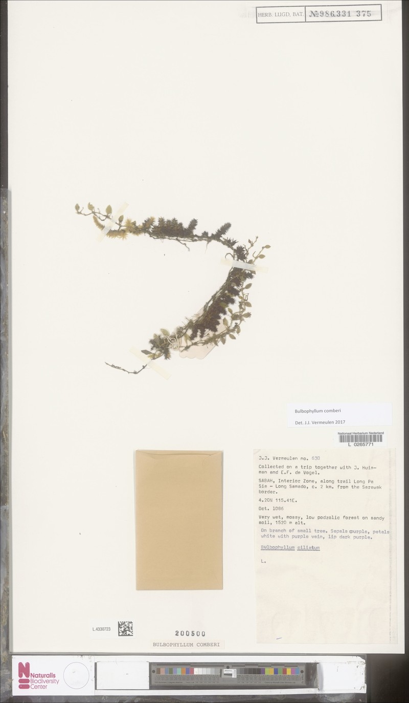 Bulbophyllum comberi photo 3
