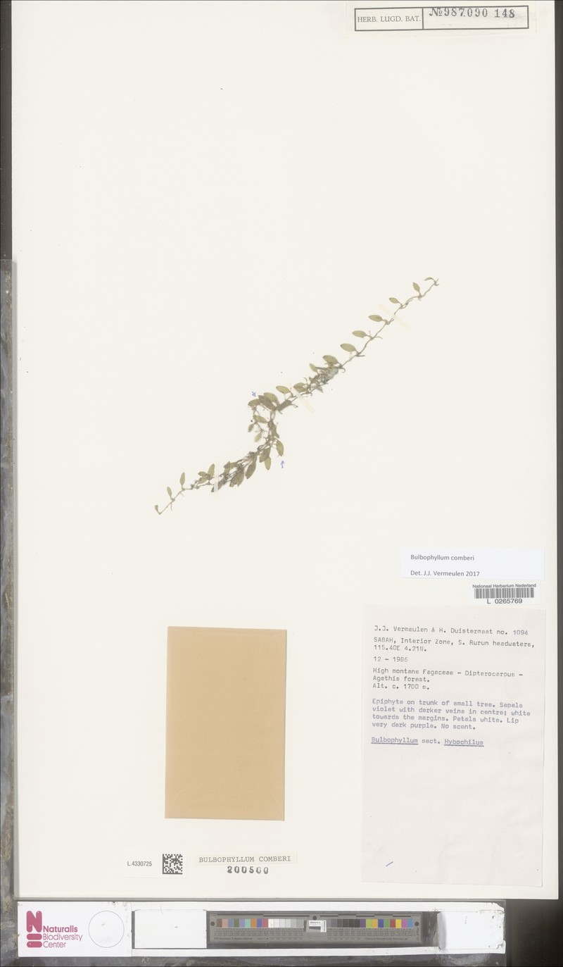 Bulbophyllum comberi photo 4