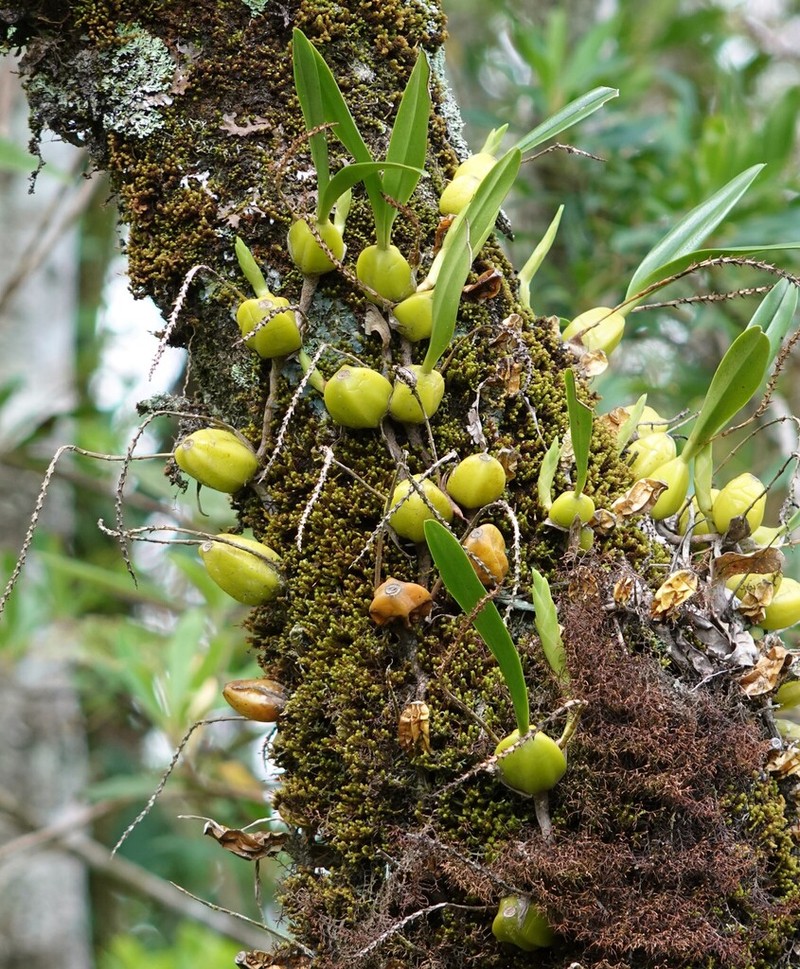 Bulbophyllum comorianum