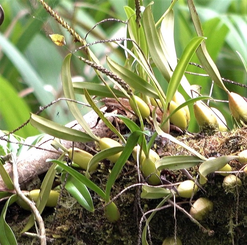 Bulbophyllum comorianum photo 2