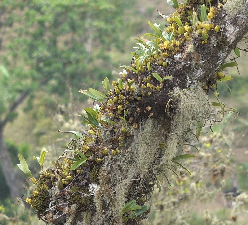Bulbophyllum comorianum photo 3