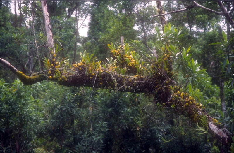 Bulbophyllum comorianum photo 4