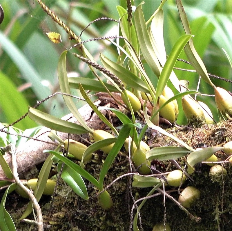 Bulbophyllum comorianum photo 5
