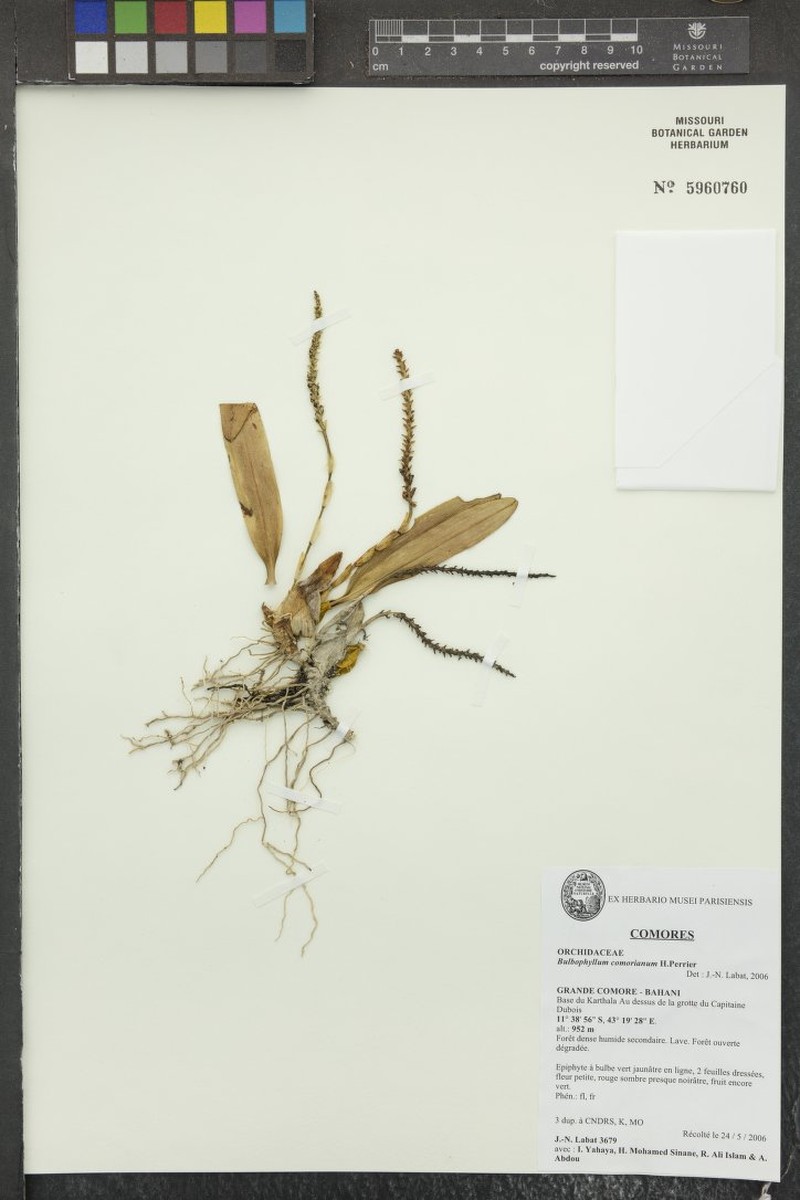 Bulbophyllum comorianum photo 6