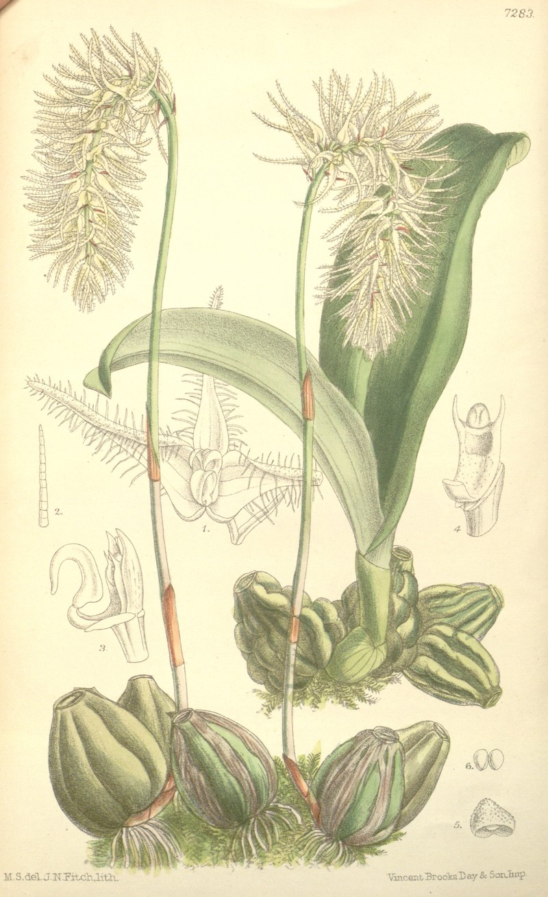 Bulbophyllum comosum