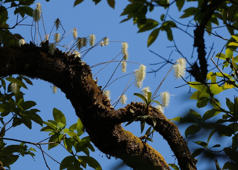Bulbophyllum comosum photo 2