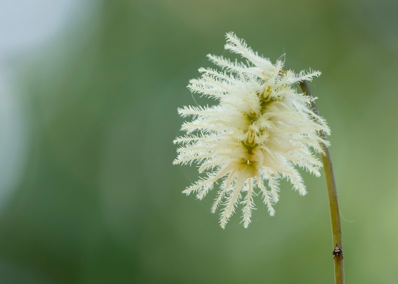 Bulbophyllum comosum photo 3