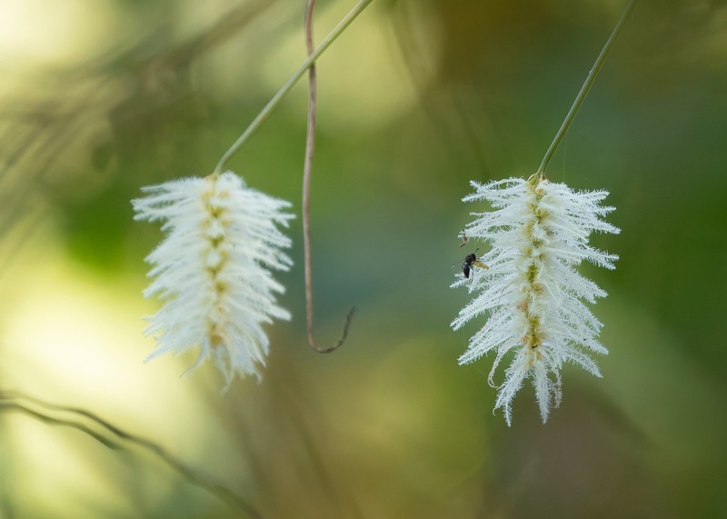 Bulbophyllum comosum photo 5