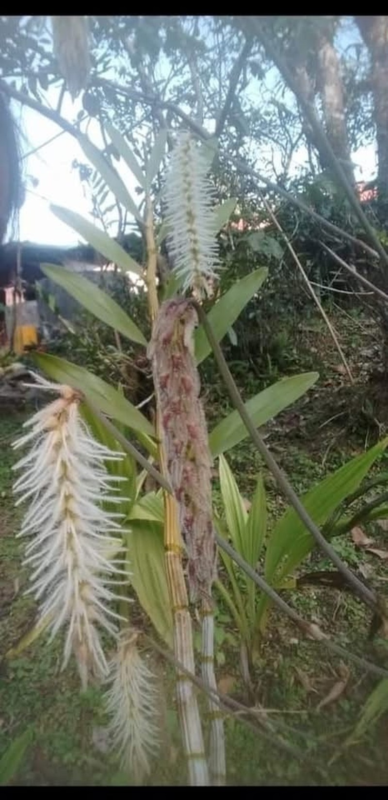 Bulbophyllum comosum photo 6