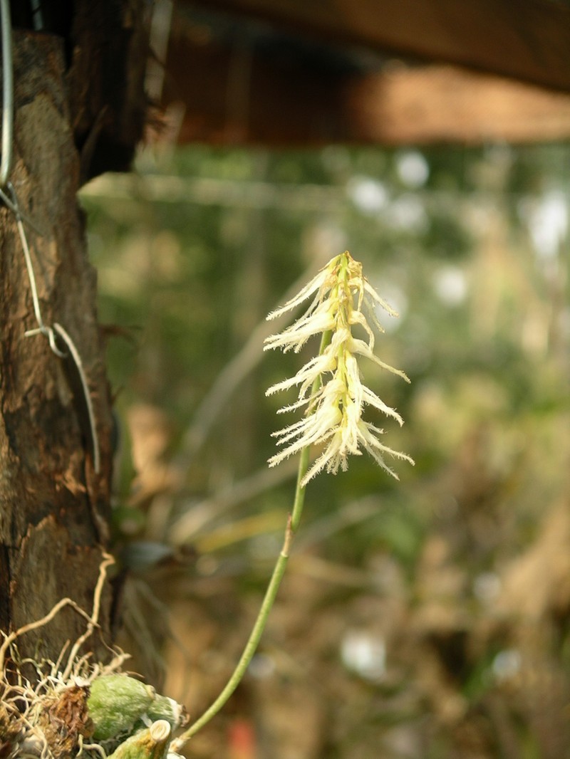 Bulbophyllum comosum photo 7