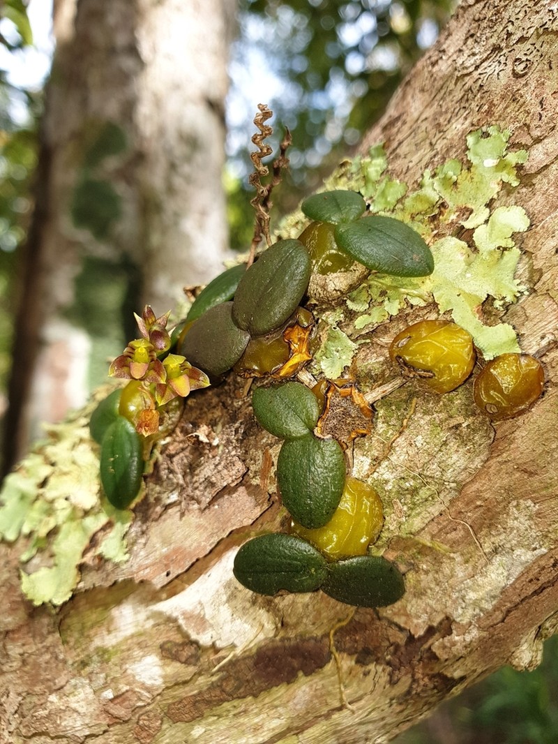Bulbophyllum complanatum
