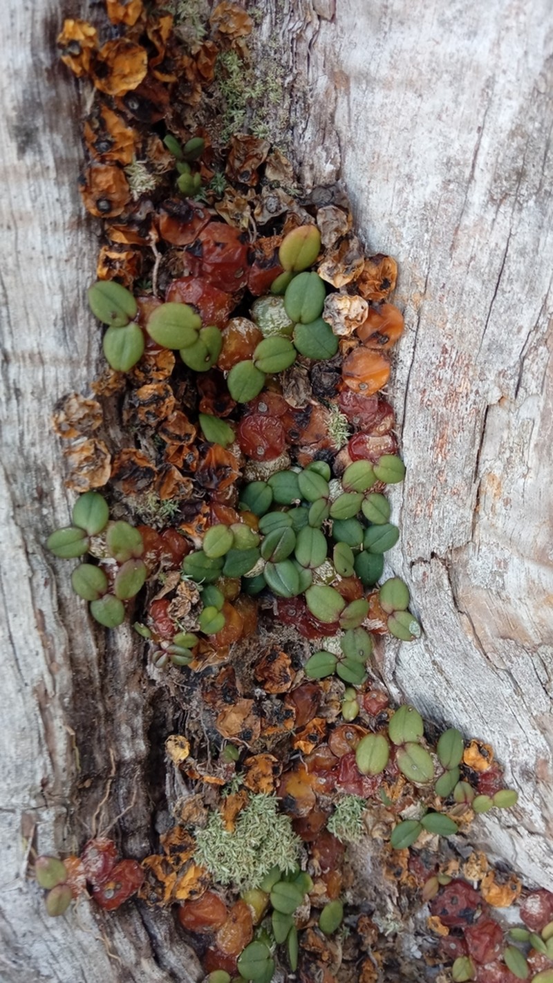 Bulbophyllum complanatum photo 2