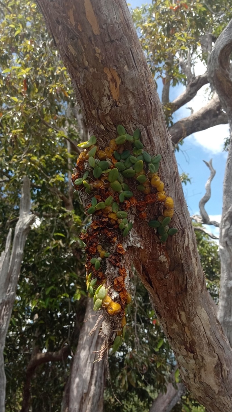 Bulbophyllum complanatum photo 5