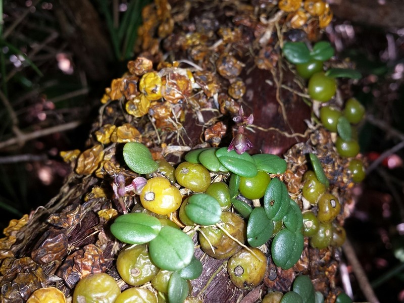 Bulbophyllum complanatum photo 6
