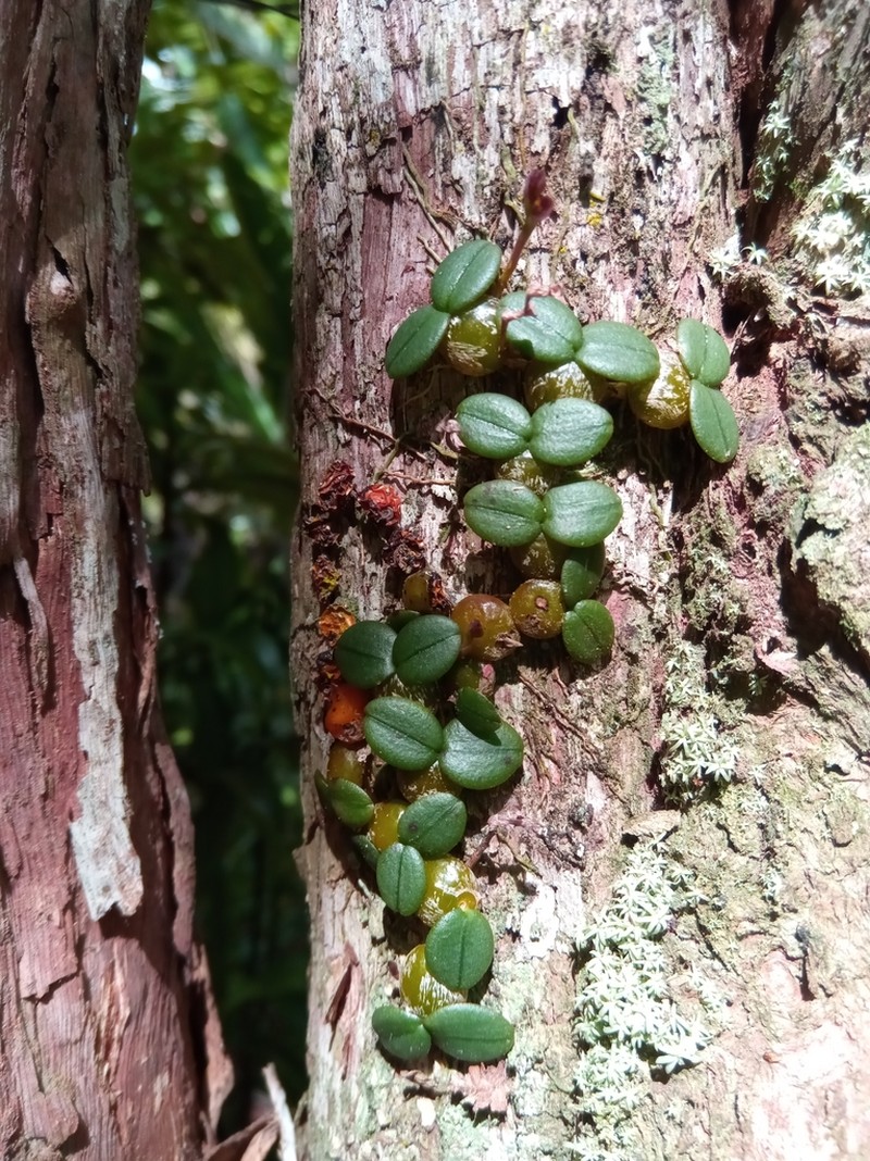 Bulbophyllum complanatum photo 7
