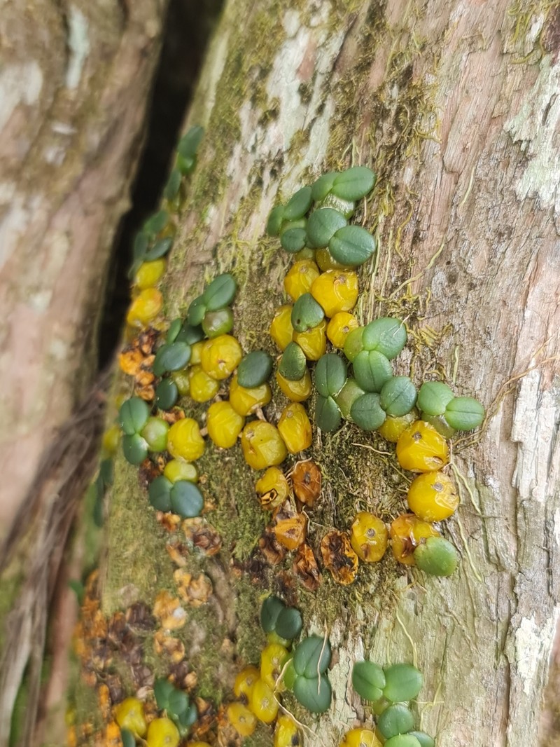 Bulbophyllum complanatum photo 8