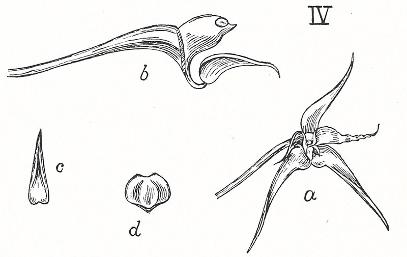 Bulbophyllum compressum