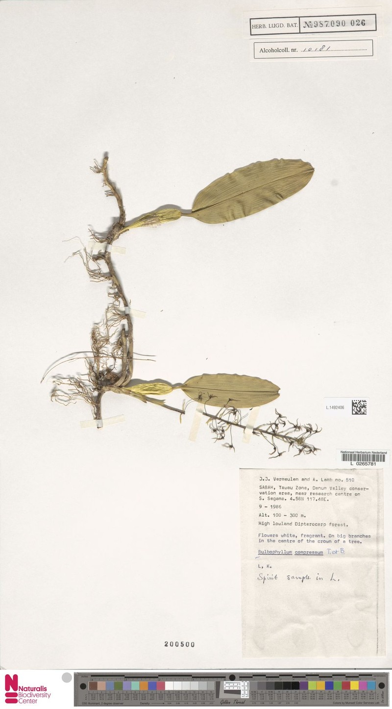 Bulbophyllum compressum photo 2
