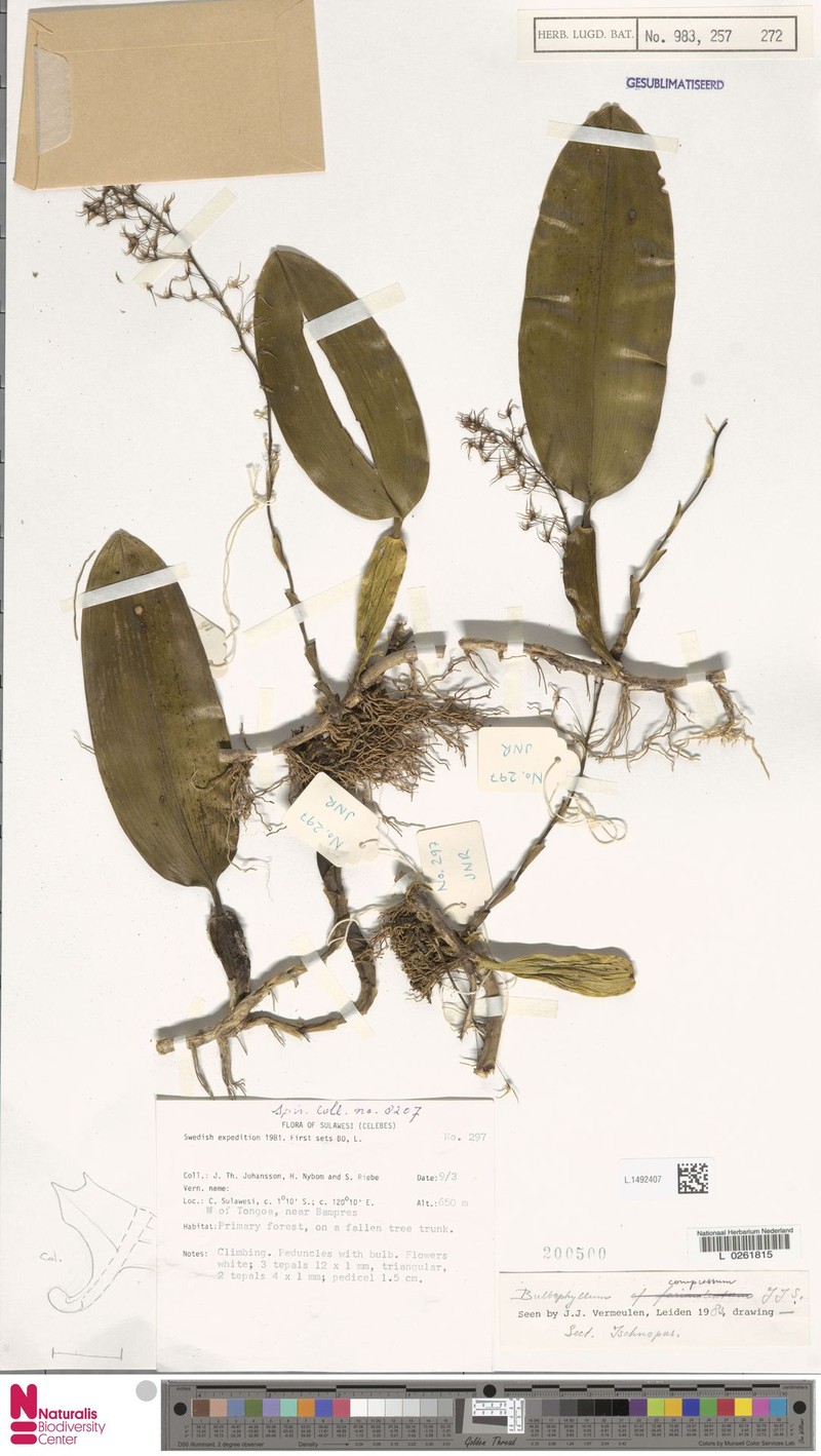 Bulbophyllum compressum photo 3