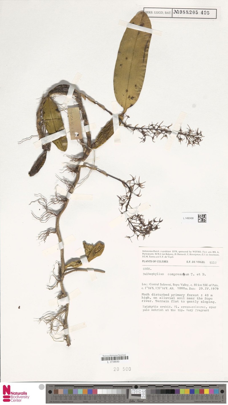 Bulbophyllum compressum photo 4