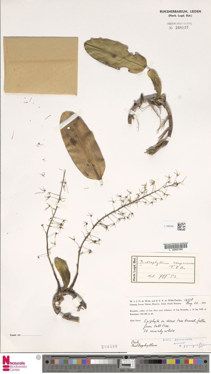 Bulbophyllum compressum photo 5