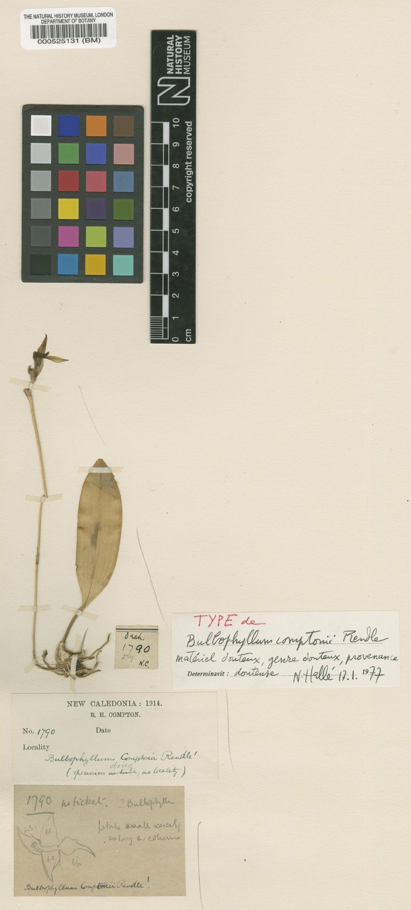 Bulbophyllum comptonii