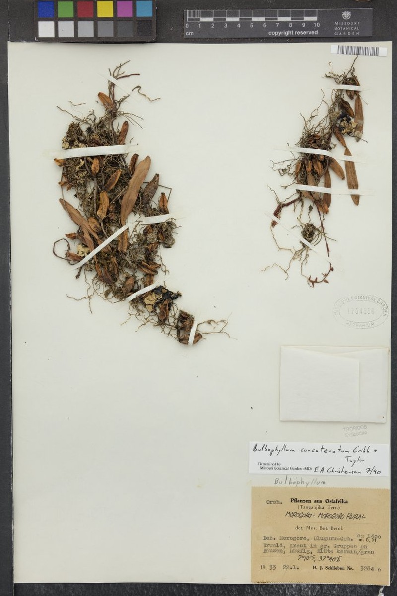 Bulbophyllum concatenatum