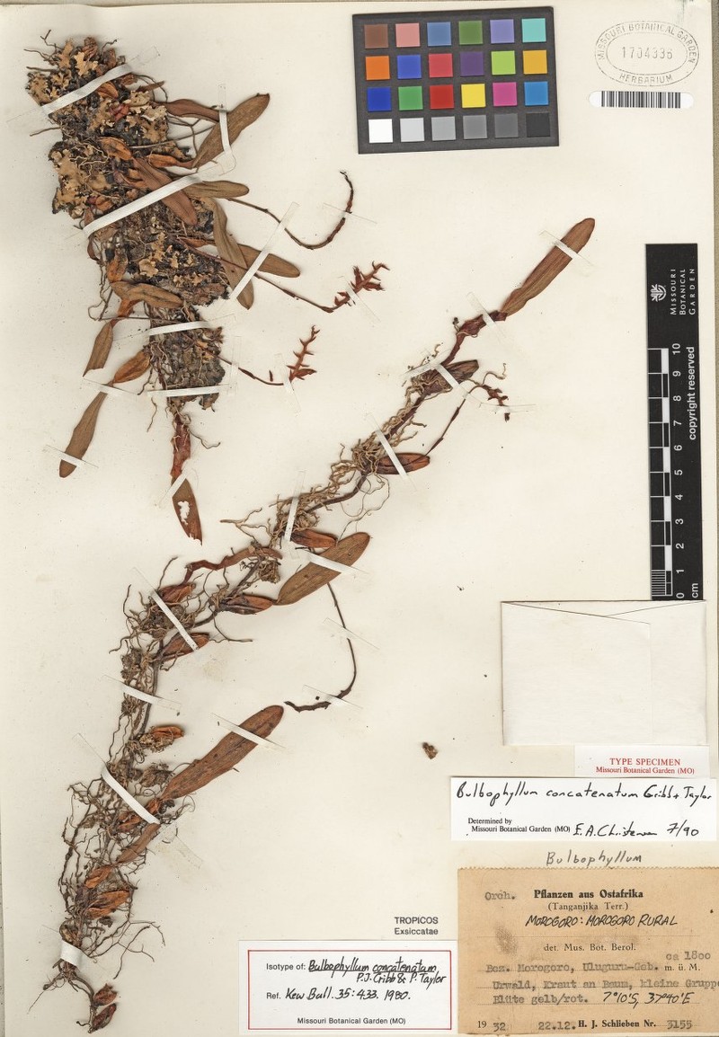 Bulbophyllum concatenatum photo 2