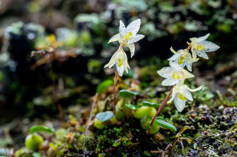 Bulbophyllum conchidioides