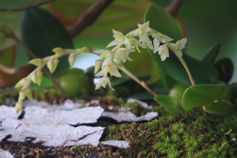 Bulbophyllum conchidioides photo 2