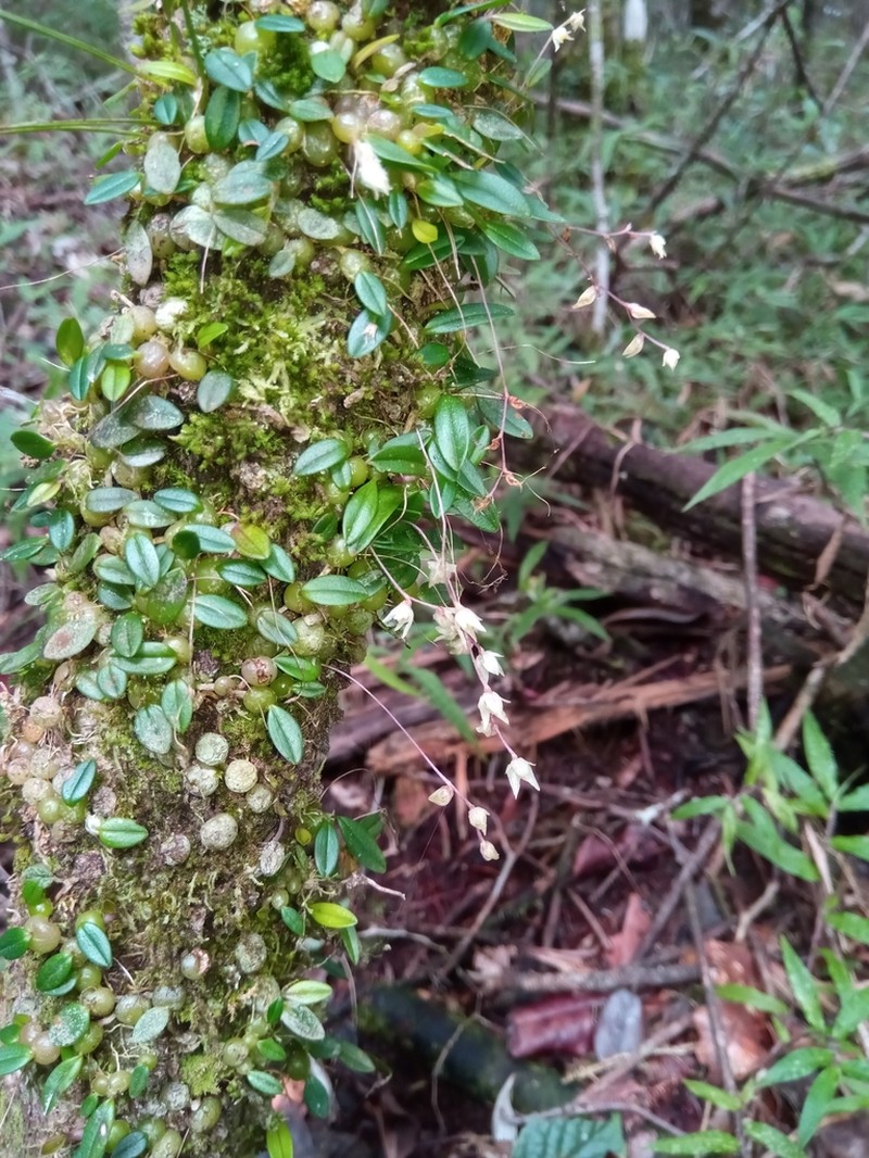 Bulbophyllum conchidioides photo 3